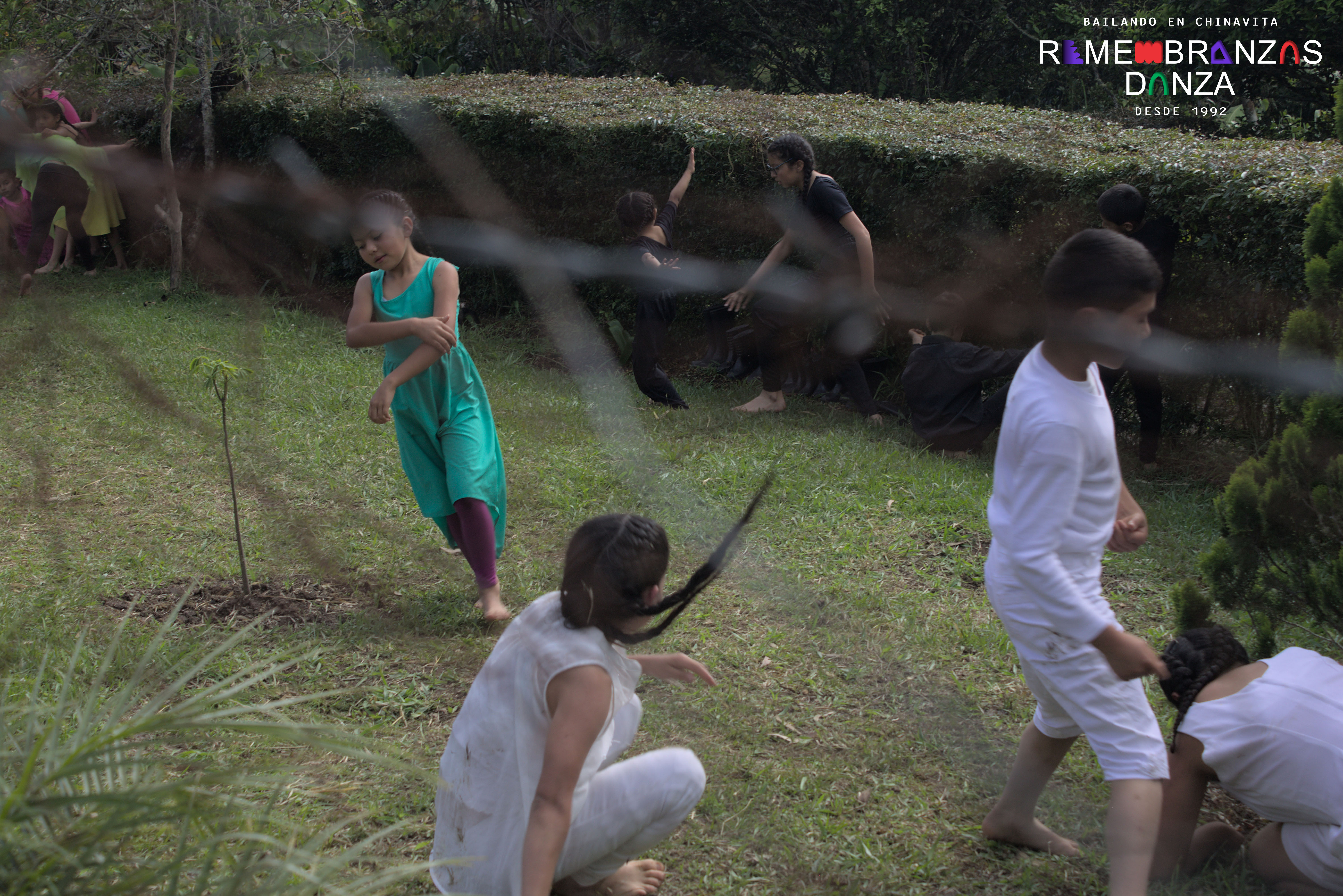 Rumiantes